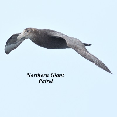 Northern Giant Petrel